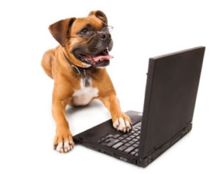 Dog contact