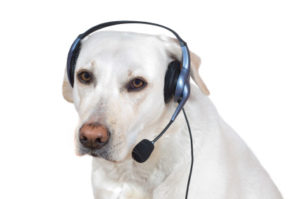 Dog contact2