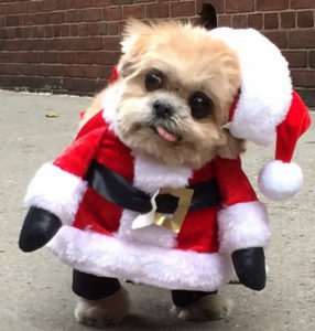 Holiday Santa dog
