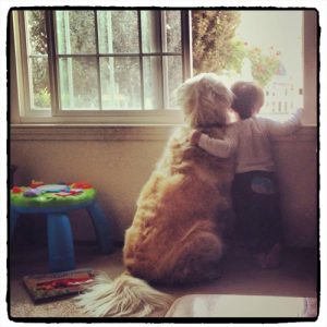 They were worried about a new baby coming into the household and after training they are now inseparable.